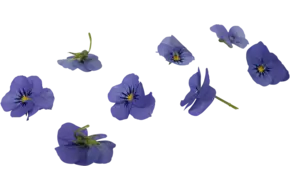 Eetbare bloem viooltjes blauw 22st